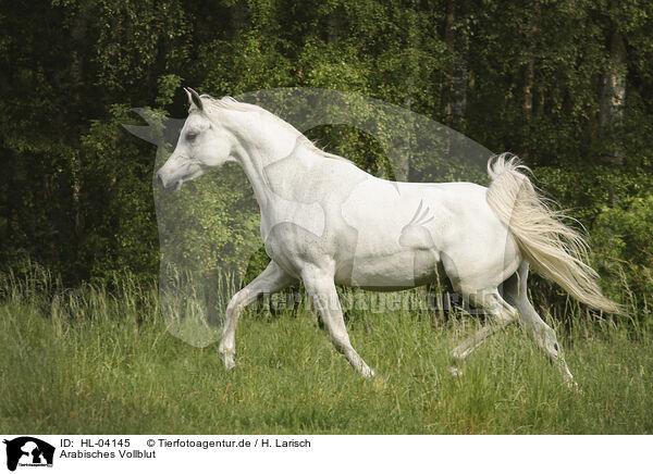 Arabisches Vollblut / Arabian Horse / HL-04145
