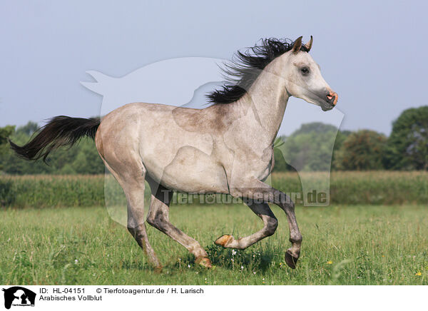 Arabisches Vollblut / Arabian Horse / HL-04151