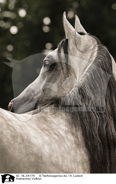 Arabisches Vollblut / Arabian Horse / HL-04174