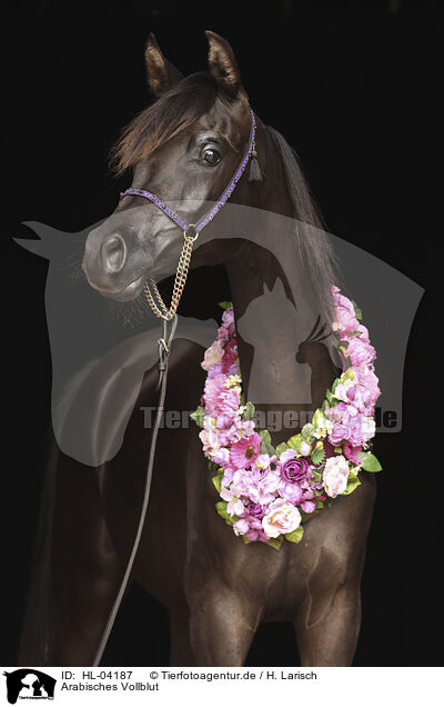 Arabisches Vollblut / Arabian Horse / HL-04187