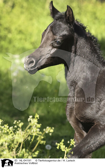 Arabisches Vollblut / HL-04191