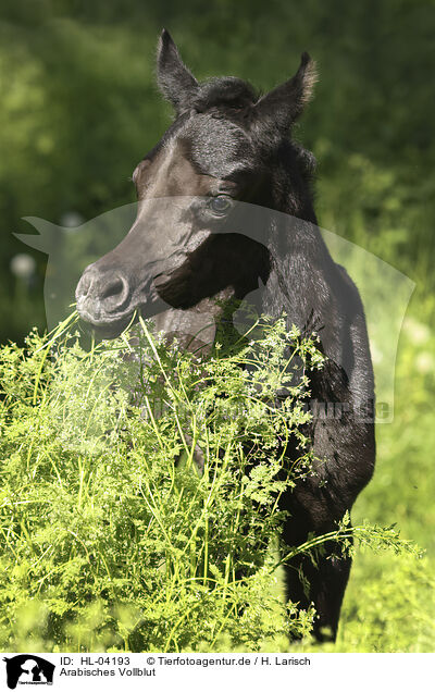 Arabisches Vollblut / HL-04193