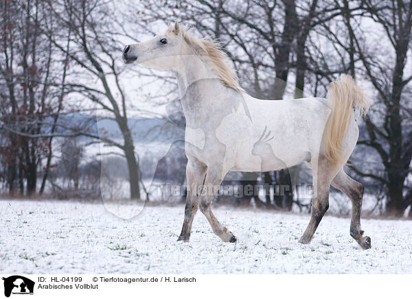 Arabisches Vollblut / Arabian Horse / HL-04199