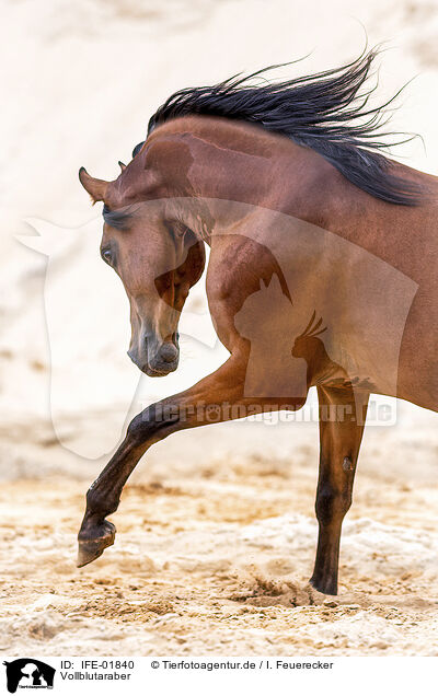 Vollblutaraber / Arabian horse / IFE-01840