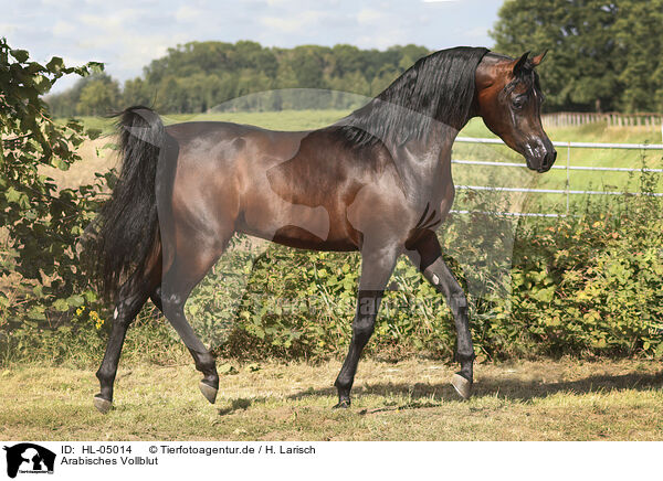 Arabisches Vollblut / Arabian Horse / HL-05014