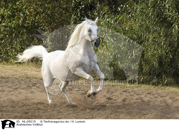 Arabisches Vollblut / Arabian Horse / HL-05015
