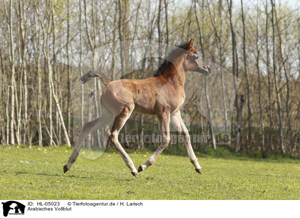 Arabisches Vollblut / Arabian Horse / HL-05023