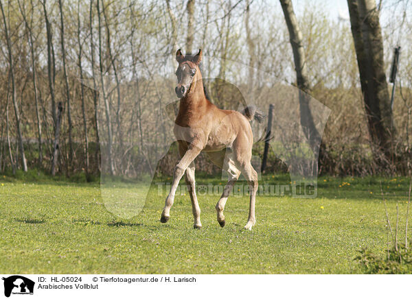 Arabisches Vollblut / Arabian Horse / HL-05024