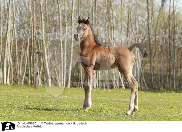 Arabisches Vollblut / Arabian Horse / HL-05026