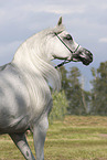 Arabisches Vollblut