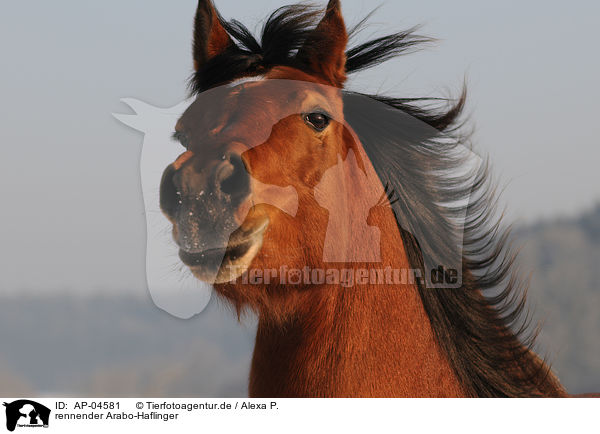 rennender Arabo-Haflinger / AP-04581