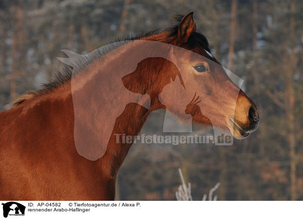 rennender Arabo-Haflinger / running Arabo-Haflinger / AP-04582