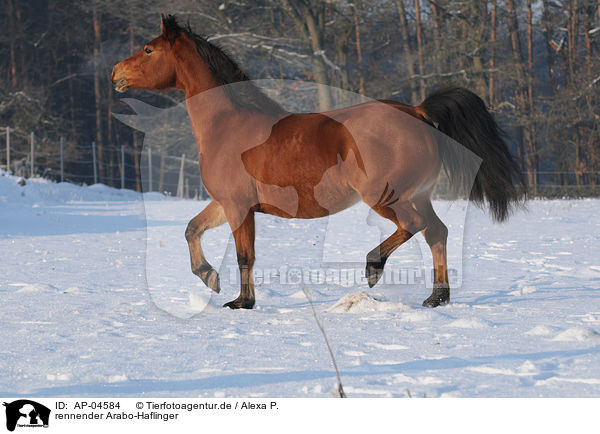 rennender Arabo-Haflinger / running Arabo-Haflinger / AP-04584