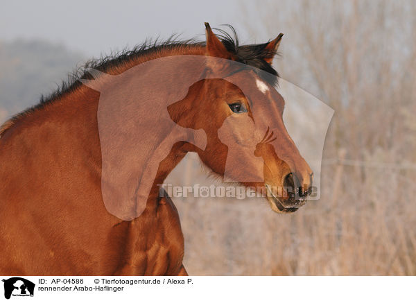 rennender Arabo-Haflinger / AP-04586