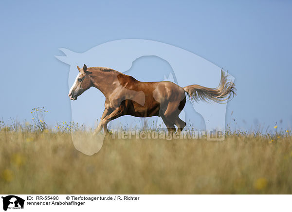 rennender Arabohaflinger / running horse / RR-55490