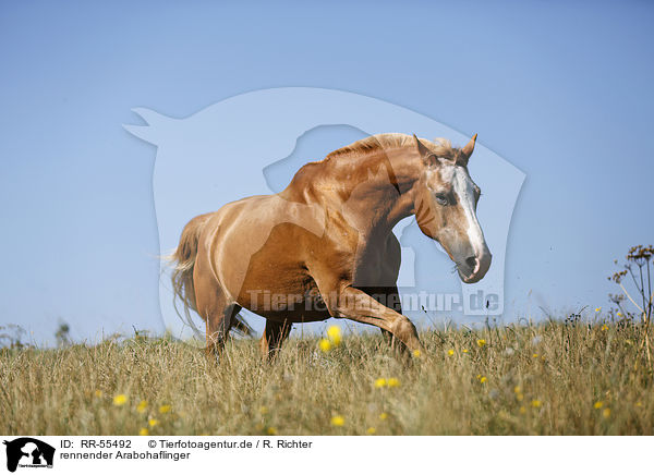 rennender Arabohaflinger / running horse / RR-55492