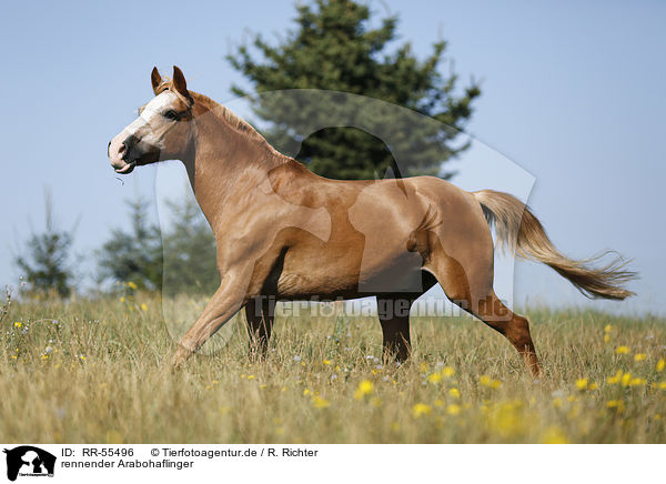 rennender Arabohaflinger / running horse / RR-55496