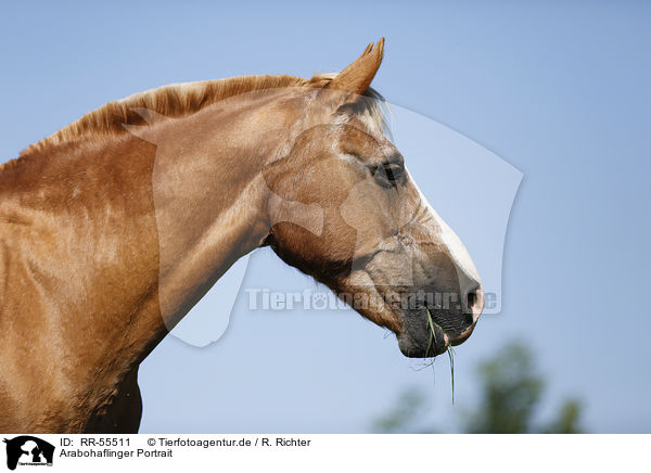 Arabohaflinger Portrait / RR-55511