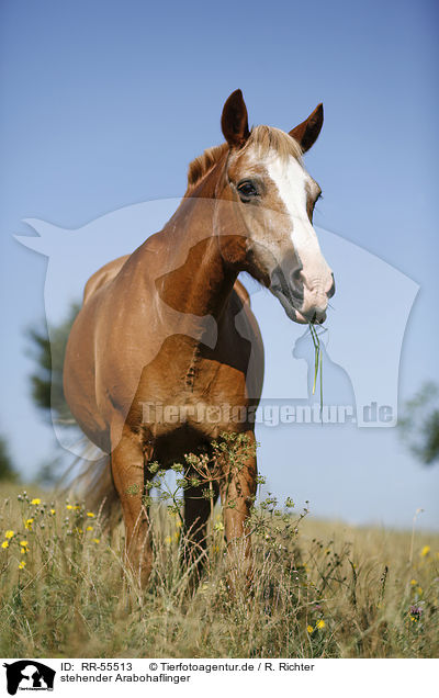 stehender Arabohaflinger / standing horse / RR-55513