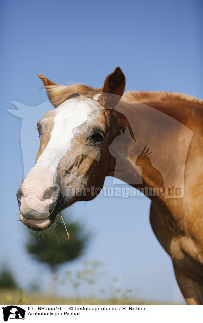 Arabohaflinger Portrait / RR-55516