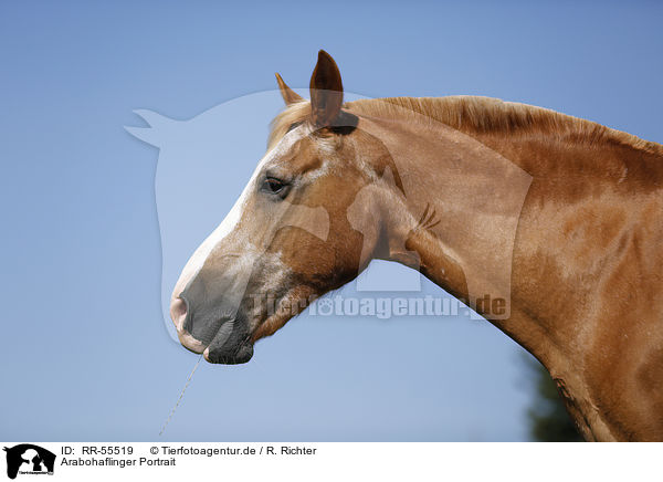 Arabohaflinger Portrait / RR-55519