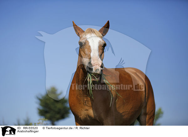 Arabohaflinger / RR-55520