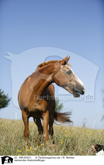 stehender Arabohaflinger / RR-55521
