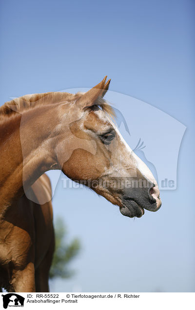 Arabohaflinger Portrait / RR-55522