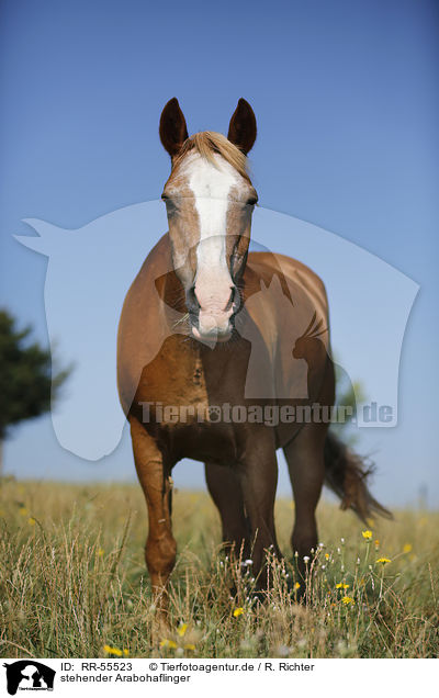 stehender Arabohaflinger / RR-55523