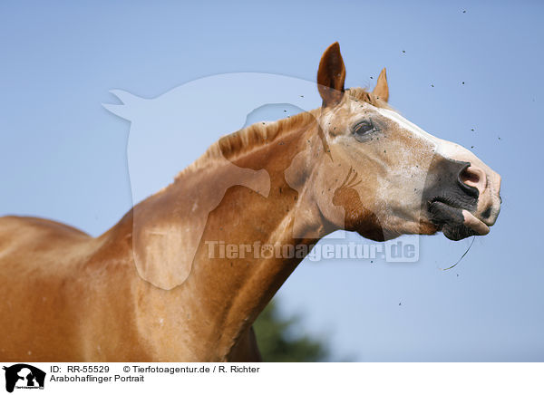 Arabohaflinger Portrait / horse portrait / RR-55529