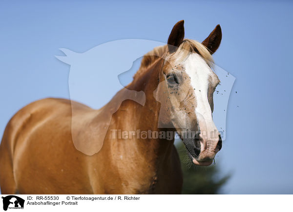 Arabohaflinger Portrait / RR-55530