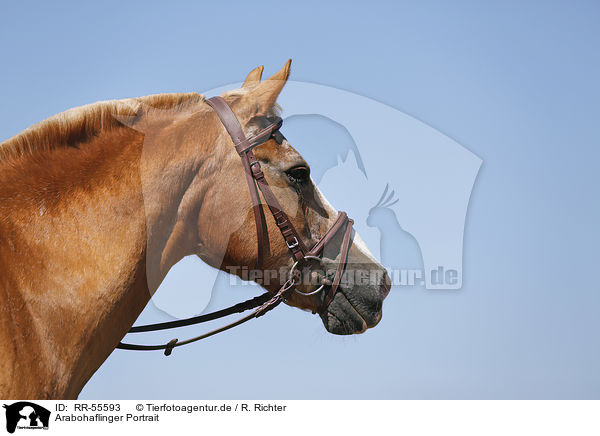 Arabohaflinger Portrait / horse portrait / RR-55593