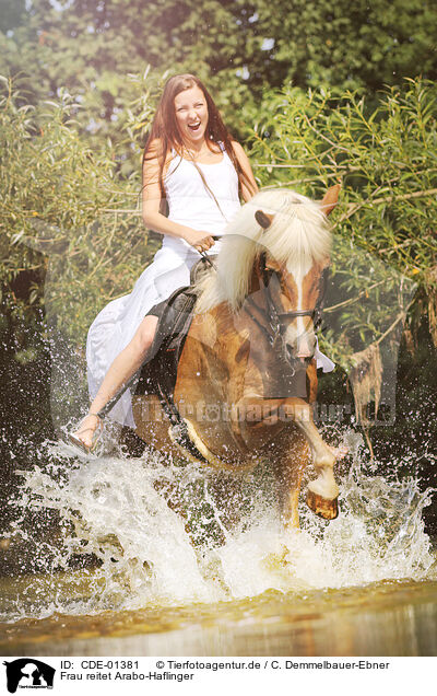 Frau reitet Arabo-Haflinger / CDE-01381