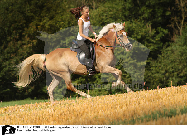 Frau reitet Arabo-Haflinger / woman rides crossbred / CDE-01389