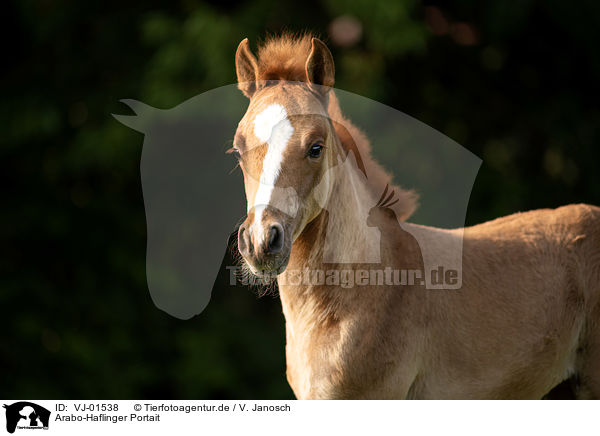Arabo-Haflinger Portait / Arabo-Haflinger portrait / VJ-01538