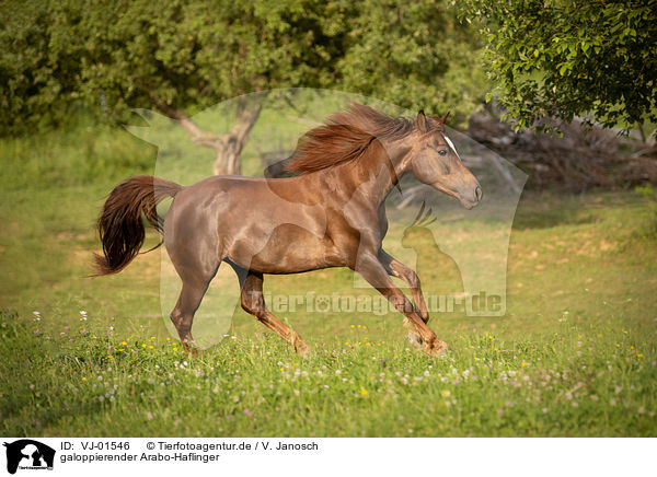 galoppierender Arabo-Haflinger / galloping Arabo-Haflinger / VJ-01546