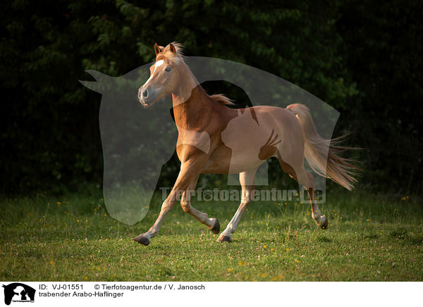 trabender Arabo-Haflinger / trotting Arabo-Haflinger / VJ-01551