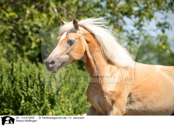 Arabo-Haflinger / Arabo-Haflinger / VJ-01840