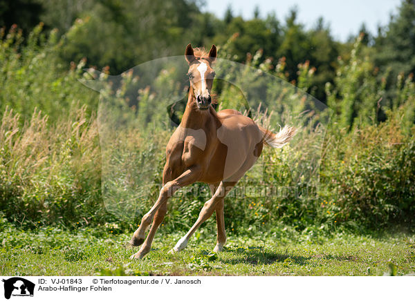 Arabo-Haflinger Fohlen / Arabo-Haflinger foal / VJ-01843