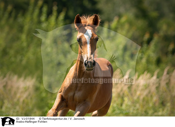 Arabo-Haflinger Fohlen / Arabo-Haflinger foal / VJ-01844