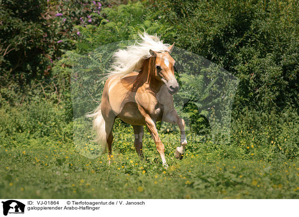 galoppierender Arabo-Haflinger / VJ-01864