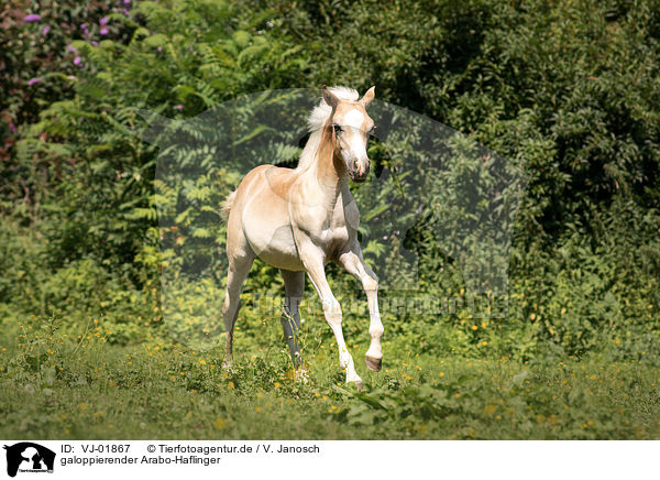 galoppierender Arabo-Haflinger / VJ-01867