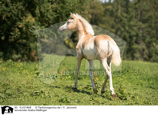 rennender Arabo-Haflinger / running Arabo-Haflinger / VJ-01868