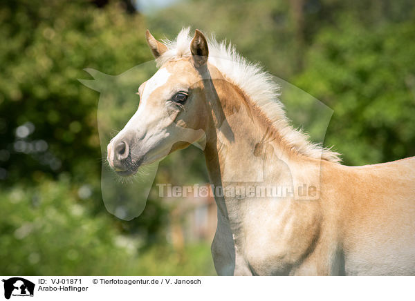 Arabo-Haflinger / Arabo-Haflinger foal / VJ-01871