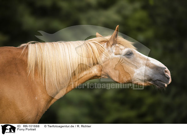 Pony Portrait / Pony portrait / RR-101688