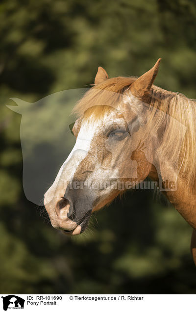 Pony Portrait / Pony portrait / RR-101690