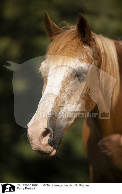Pony Portrait / RR-101691