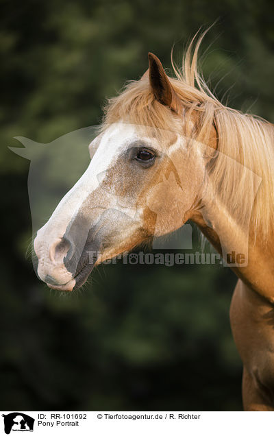 Pony Portrait / RR-101692