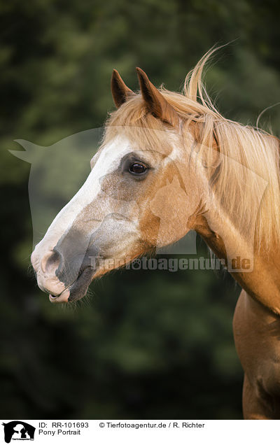 Pony Portrait / Pony portrait / RR-101693