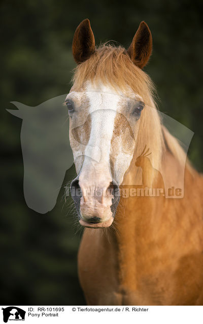 Pony Portrait / RR-101695